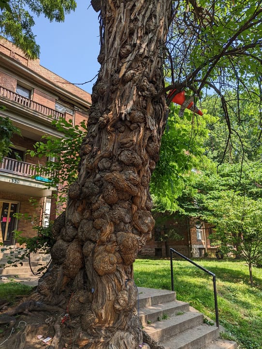 Close view of the Witches' Tree's knotted bark against the brick apartment building on the corner, with the entry steps visible.