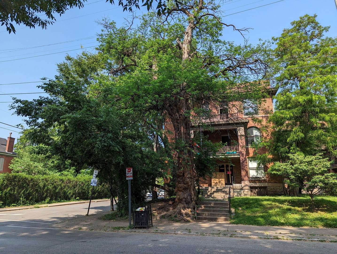 The gnarled Witches' Tree at South 6th Street and Park Avenue in Old Louisville, with its apartment-building backdrop.
