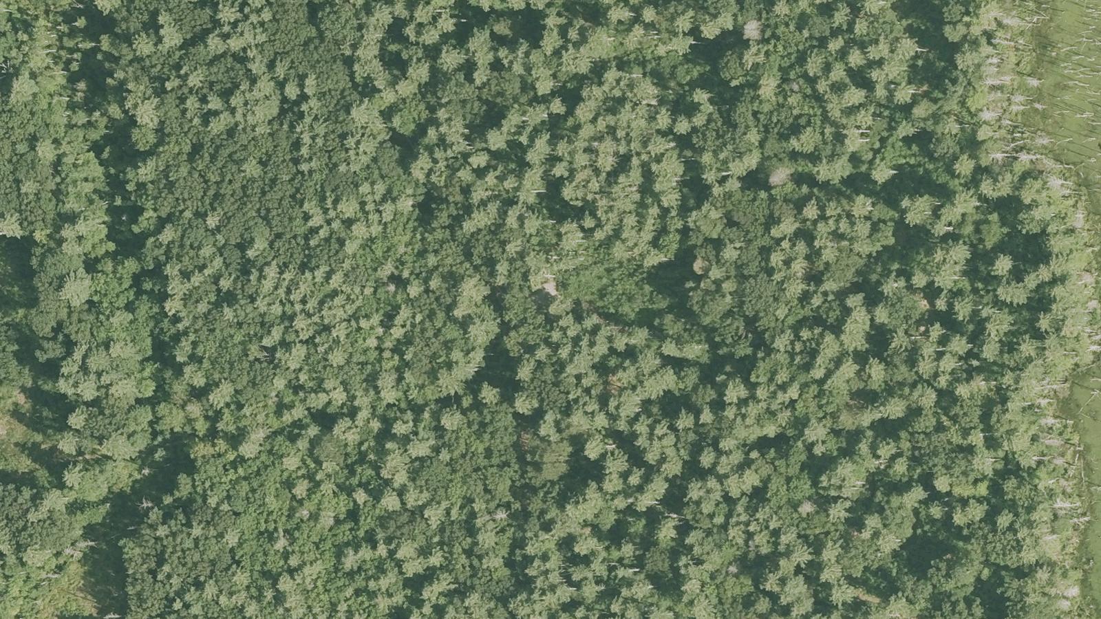 Aerial survey view of Arthur W. Blood Town Forest