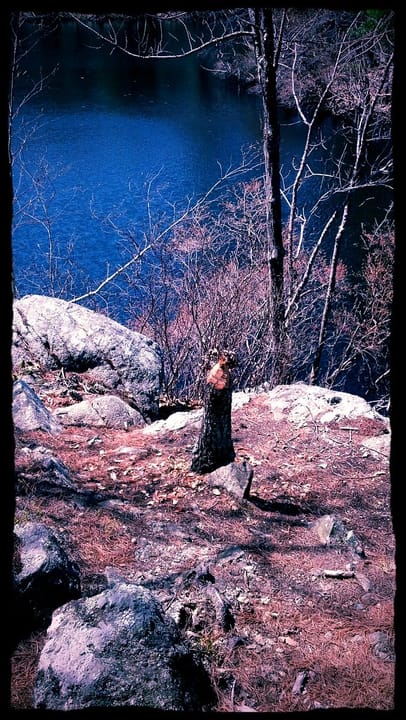 Photo of Harold Parker State Forest