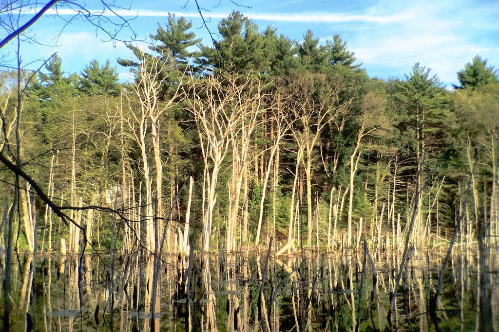Photo of Harold Parker State Forest