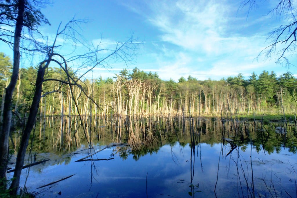 Photo of Harold Parker State Forest