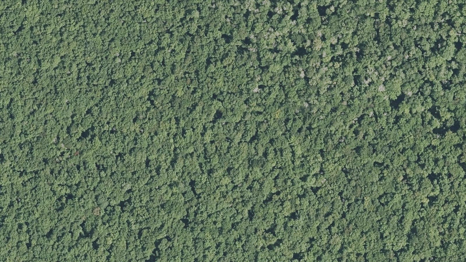 Aerial survey view of Hockomock Swamp