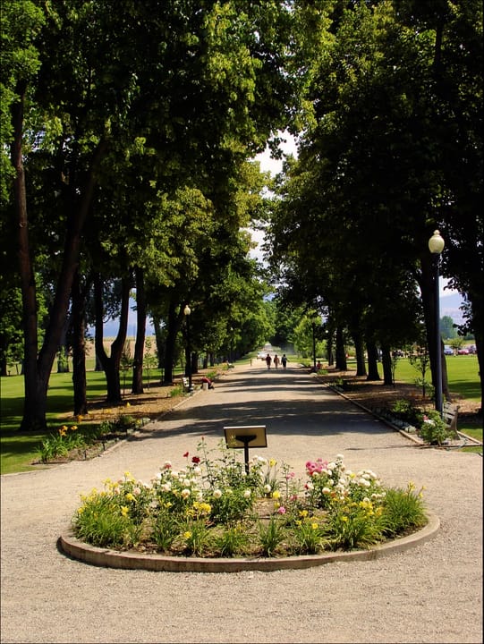 The tree-lined entry drive leading to Daly Mansion's grounds, Hamilton, Montana.