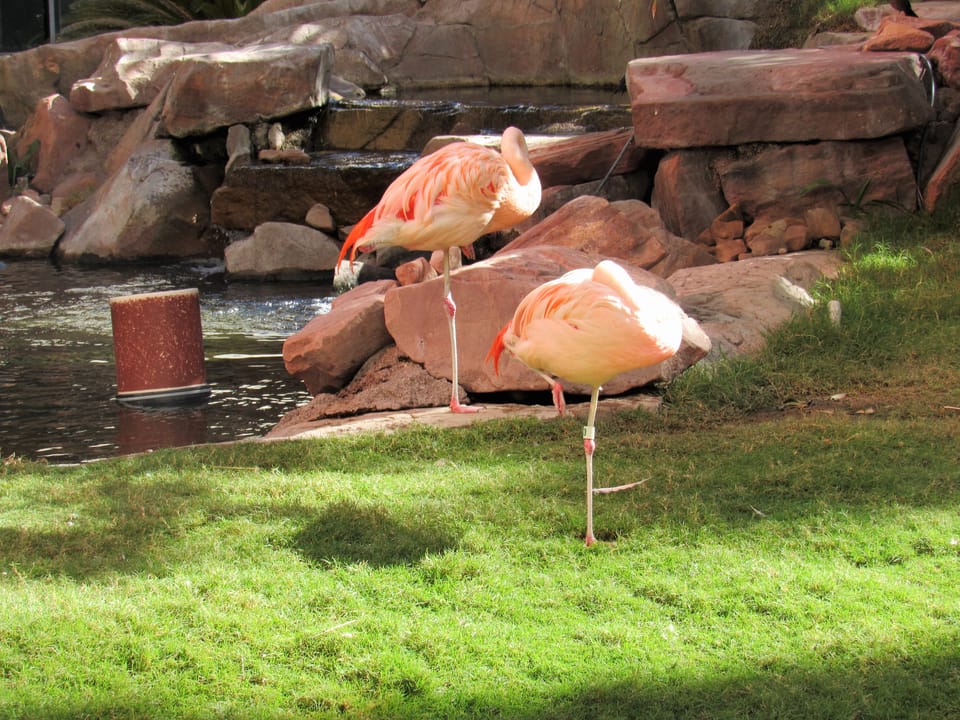 Photo of Flamingo Las Vegas Hotel & Casino