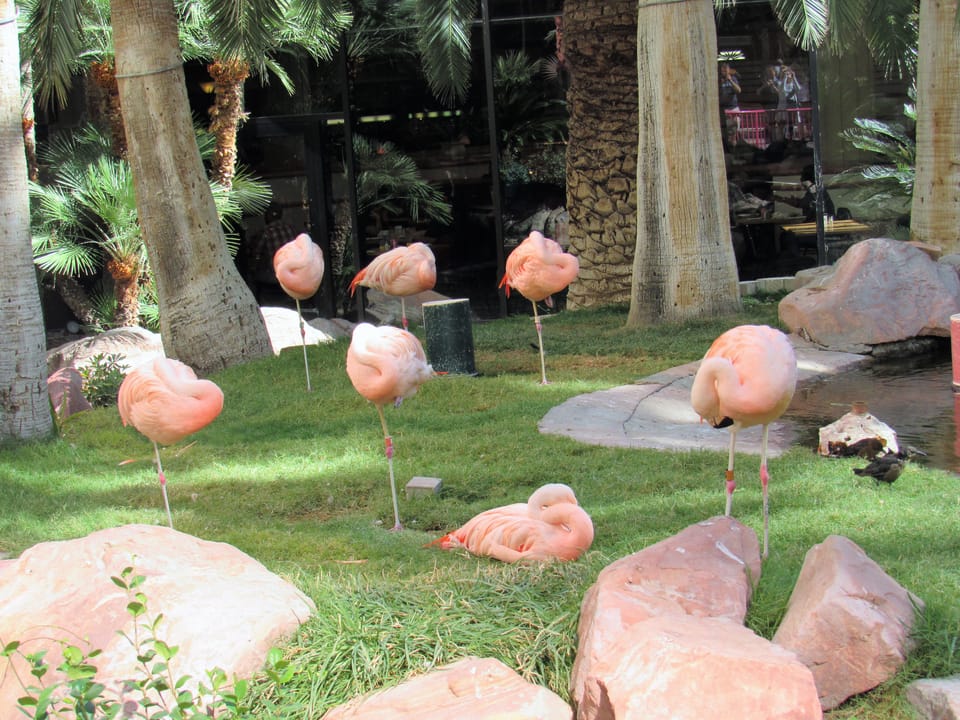 Photo of Flamingo Las Vegas Hotel & Casino
