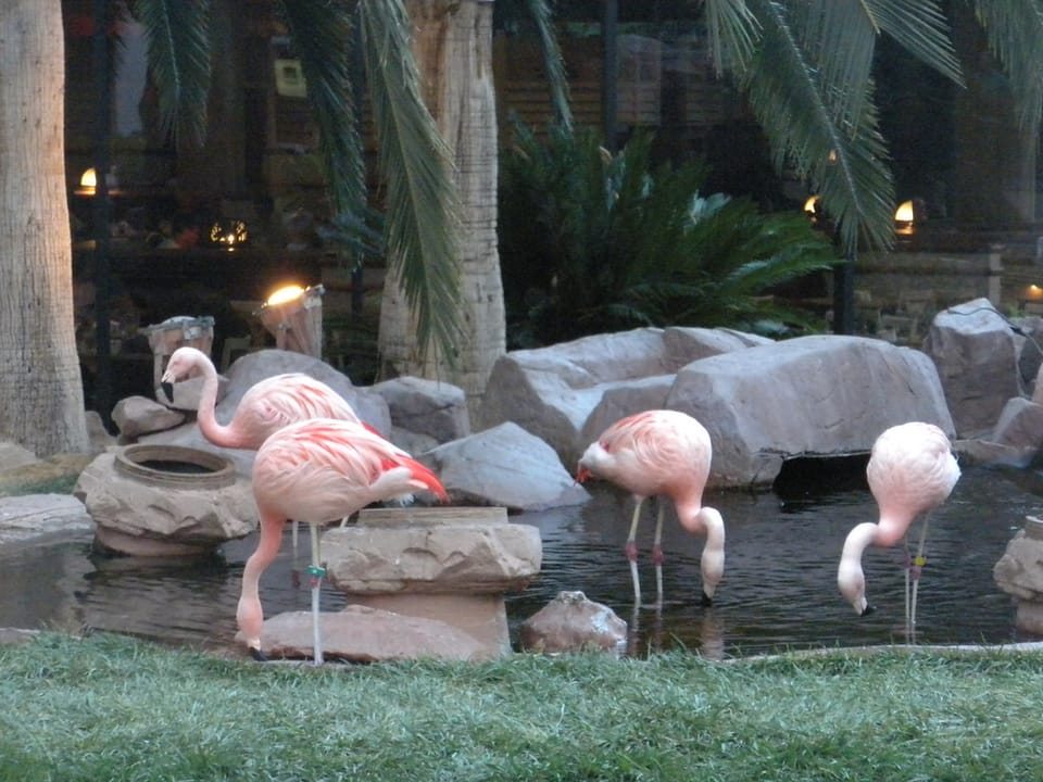 Photo of Flamingo Las Vegas Hotel & Casino
