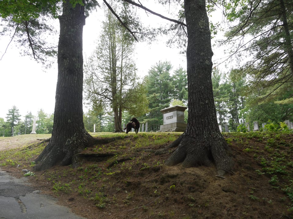 Old slate headstones among evergreen trees at Vale End Cemetery, Wilton, New Hampshire.