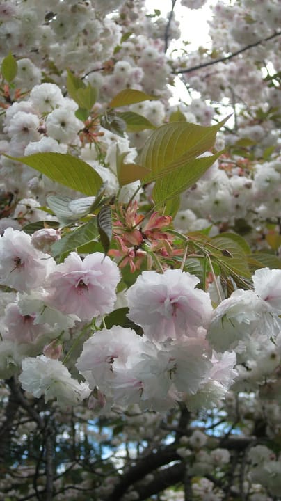 Cherry Blossoms shot at the Cherry Blossom Festival at Branch Brook Park in Newark, NJ