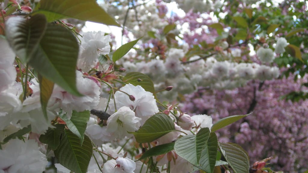 Cherry Blossoms shot at the Cherry Blossom Festival at Branch Brook Park in Newark, NJ