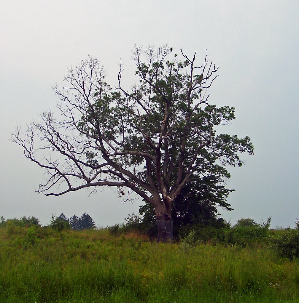 The Devil's Tree, a solitary oak in a field on Mountain Road in Martinsville, New Jersey
