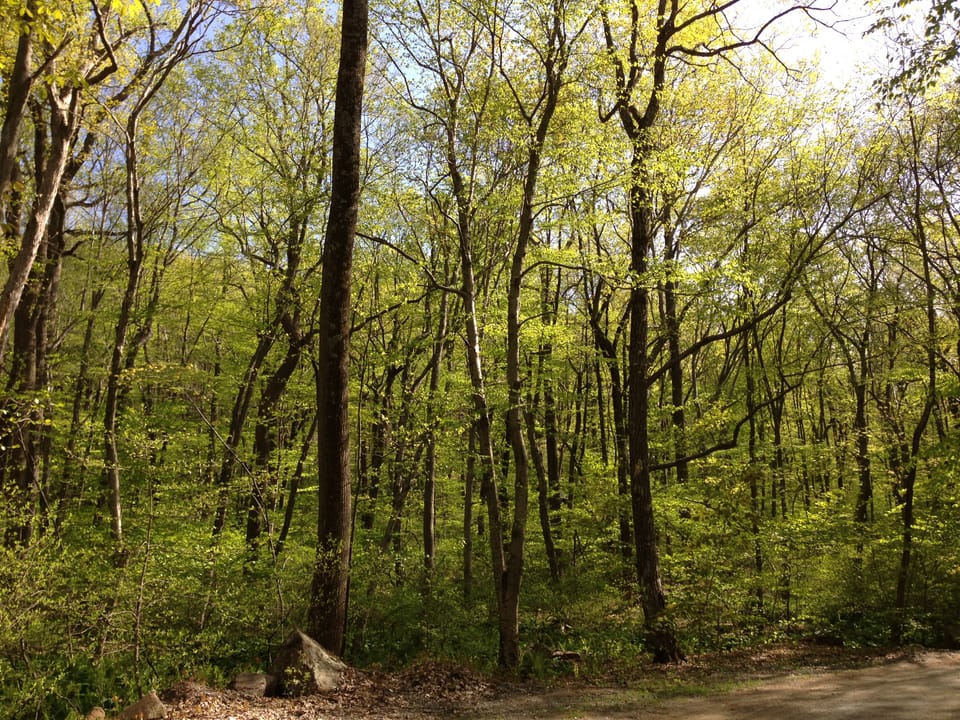 Photo of Jenny Jump State Forest