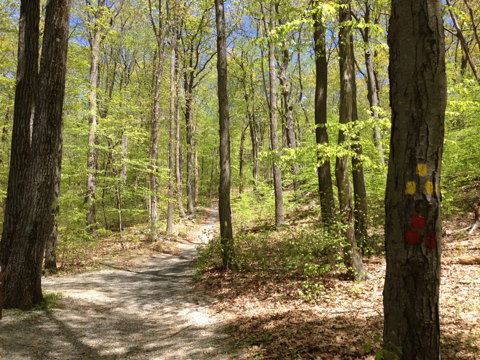 Photo of Jenny Jump State Forest