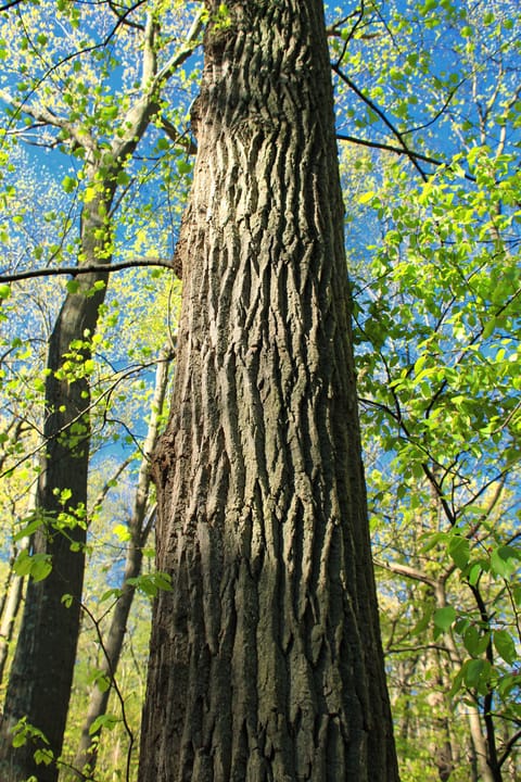 Photo of Jenny Jump State Forest