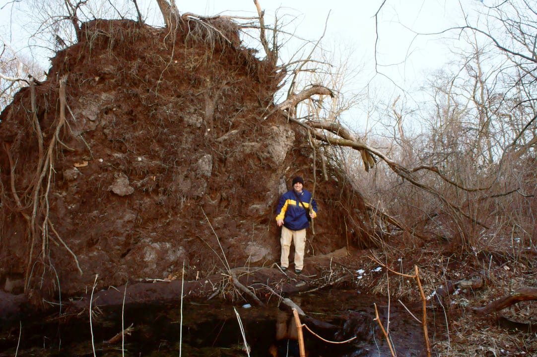 Huge Tree in Tottenville Staten Island
