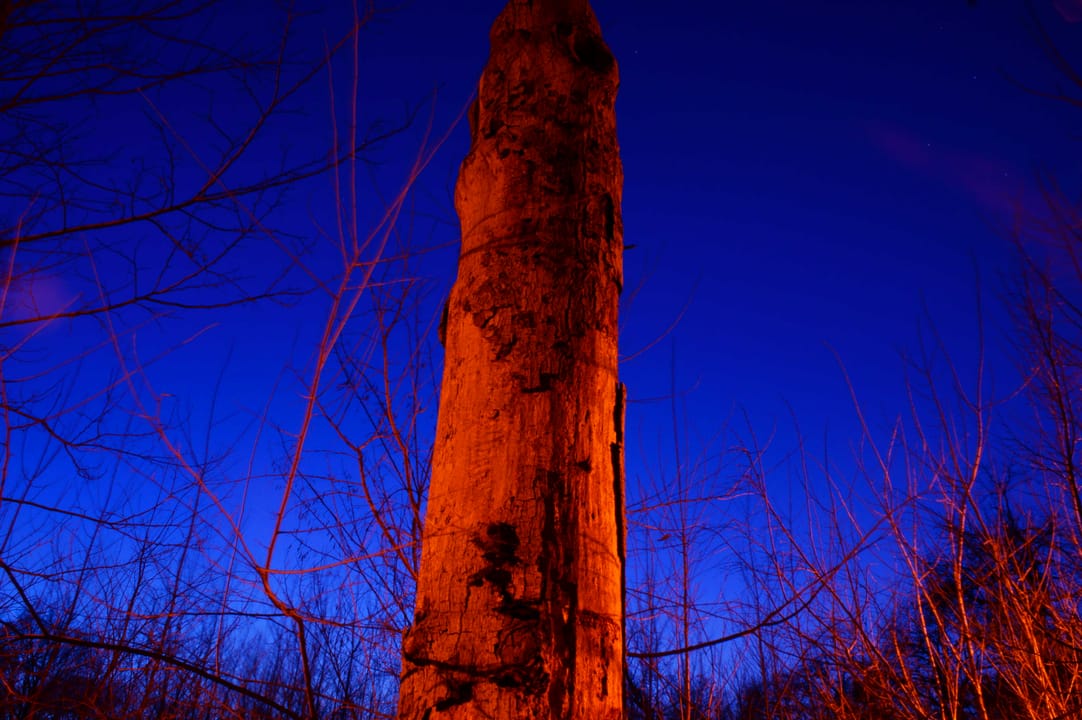 Tottenville Tree Still Standing