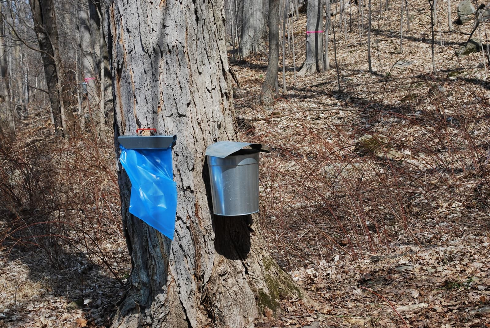 Maple sap collecting at Bowdoin Park in Dutchess County, New York.