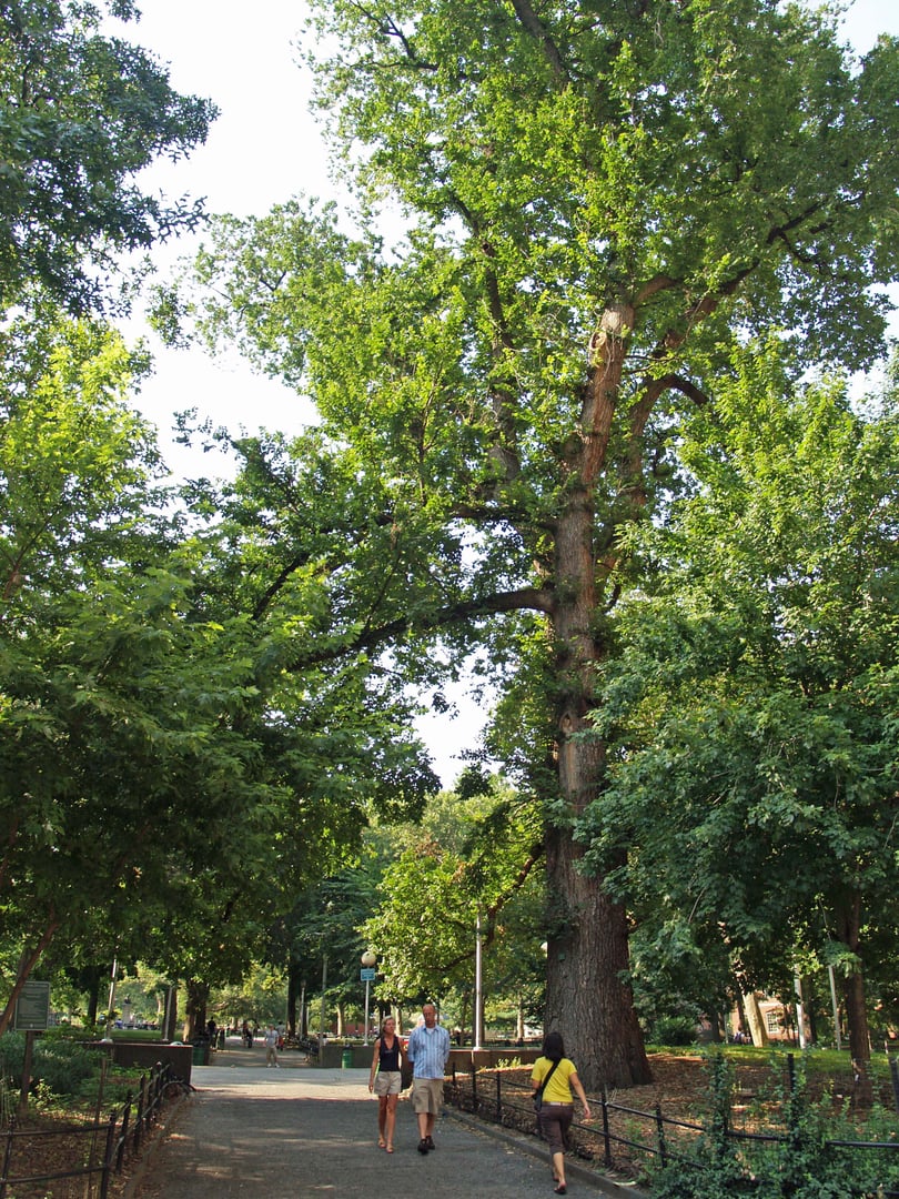 Hangman's Elm, a large English elm in the northwest corner of Washington Square Park, Manhattan