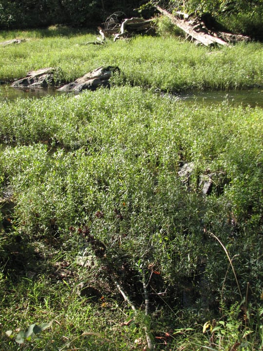 Cabe Lands area of Eno River State Park in North Carolina
