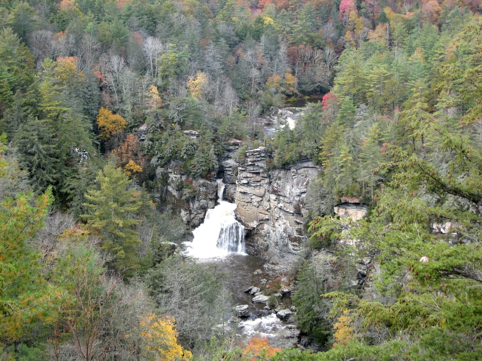Mixed Appalachian forest with Tsuga caroliniana at right. Linville Falls, Linville Gorge, Burke County, North Carolina, USA.