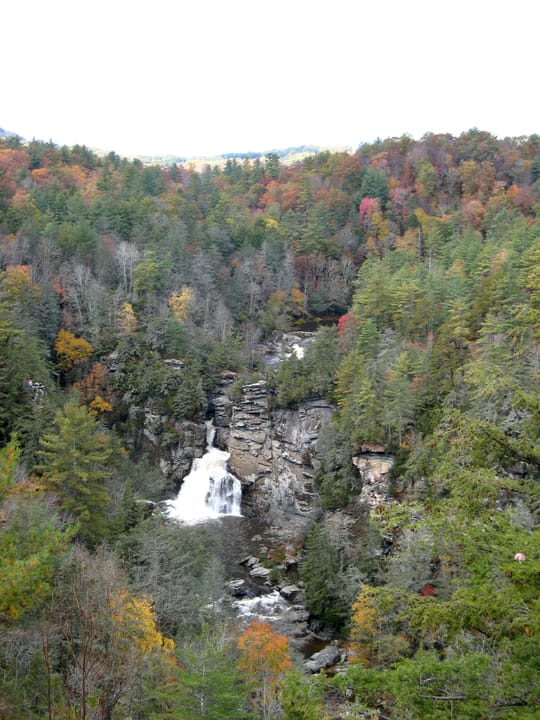Mixed Appalachian forest with Tsuga caroliniana at right. Linville Falls, Linville Gorge, Burke County, North Carolina, USA.