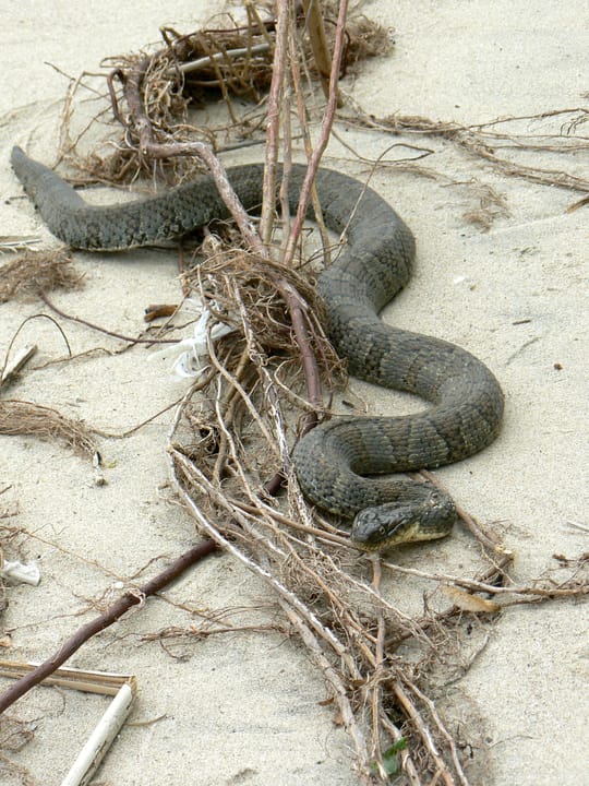 Nerodia sipedon The Lake Erie Water Snake is an endangered species that only lives on the island beaches of Lake Erie.  So, of course when Katie spotted something slithering along the beach, I had to go harass it by taking its picture.