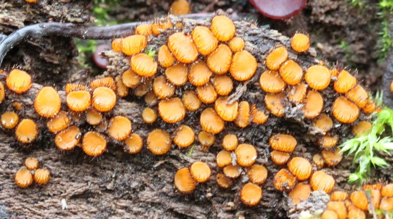 Scutellinia setosa