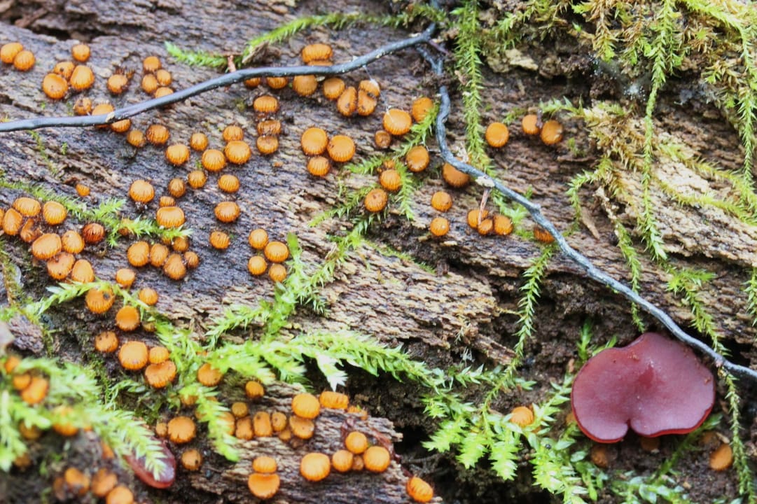 Scutellinia setosa