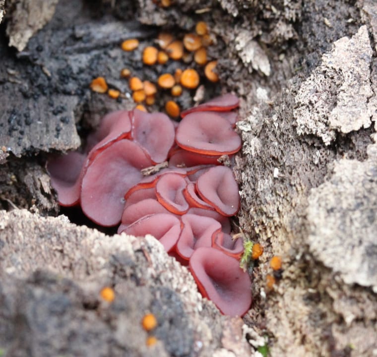 Ascocoryne cylichnium