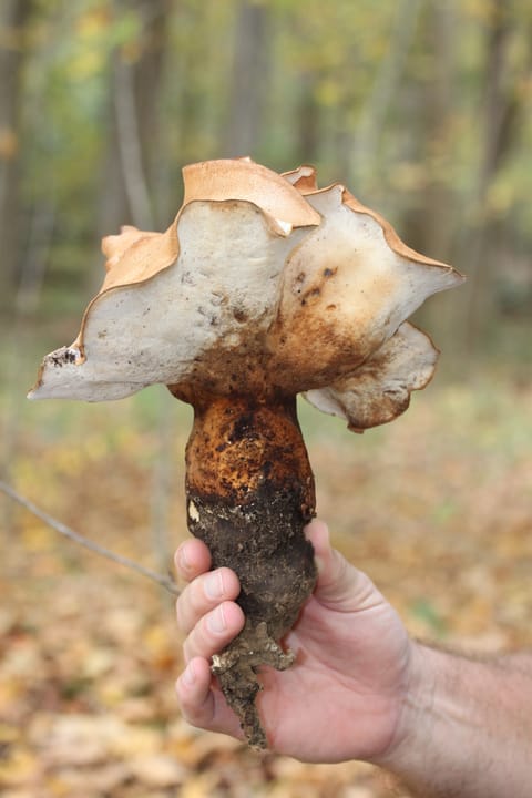 Polyporus radicatus