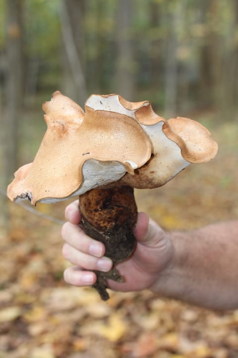 Polyporus radicatus