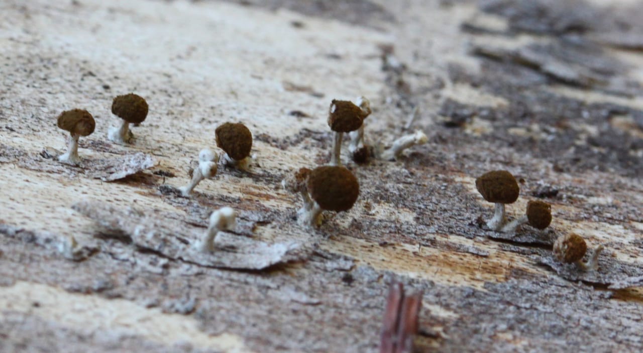 Fenugreek Stalkball (Phleogena faginea)