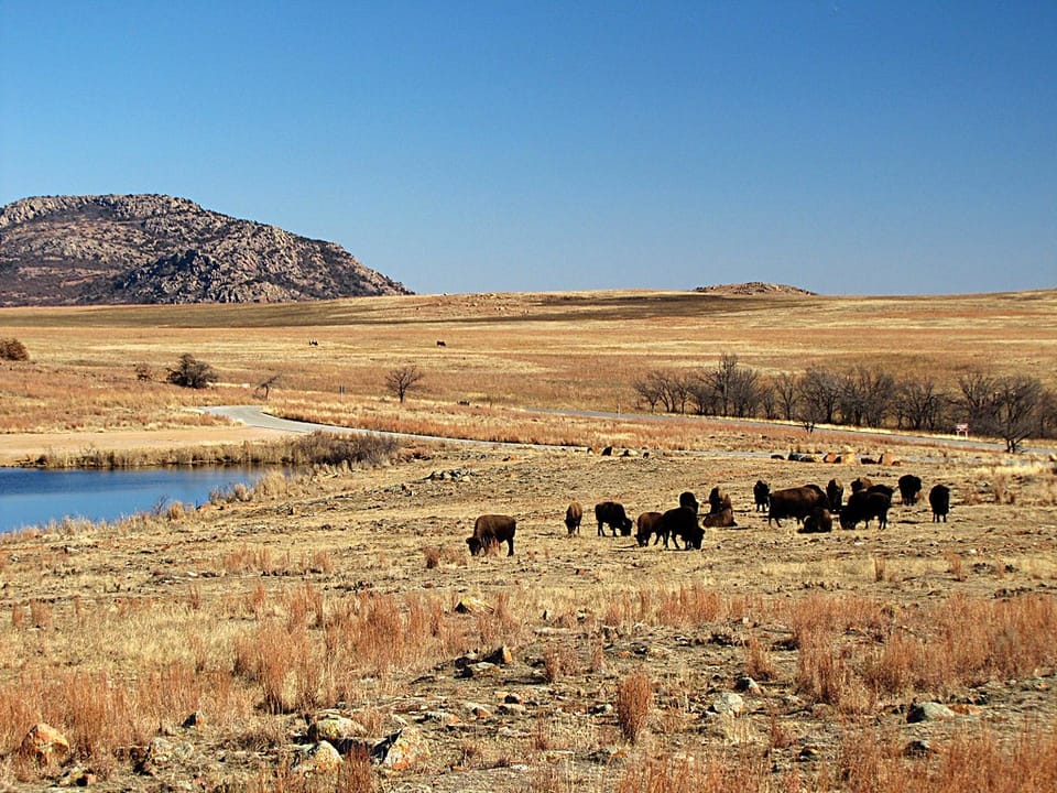 Buffalo grazing at Lake Jed Johnson in the Wichita Mountains near Lawton, OK.