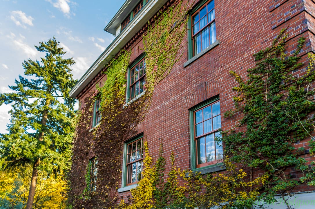 An ivy-covered brick side wall and windows of the main lodge at McMenamins Edgefield.
