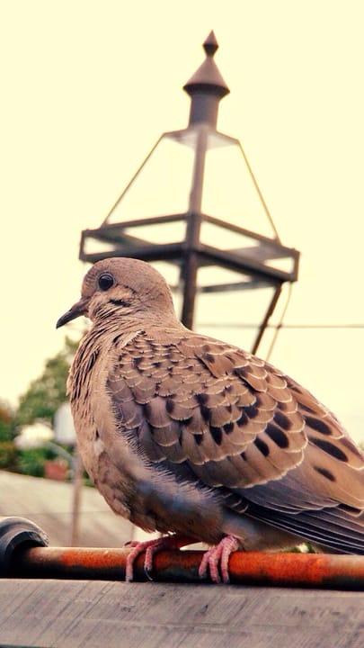 500px provided description: taken with  iPhone 5 + olloclip telephoto lens [#bird ,#animal ,#telephoto ,#dove ,#olloclip ,#iphone5]