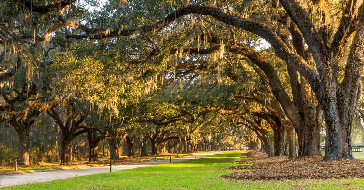 Brick plantation house at historic Boone Hall Plantation in Mount Pleasant South Carolina