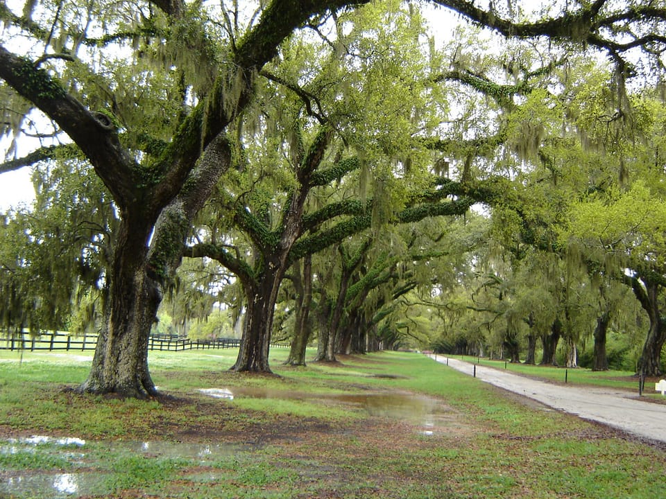 Photo of Boone Hall Plantation