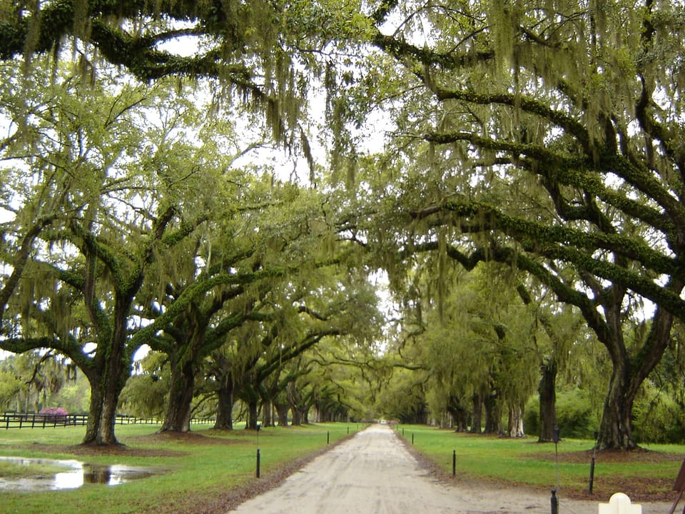 Photo of Boone Hall Plantation