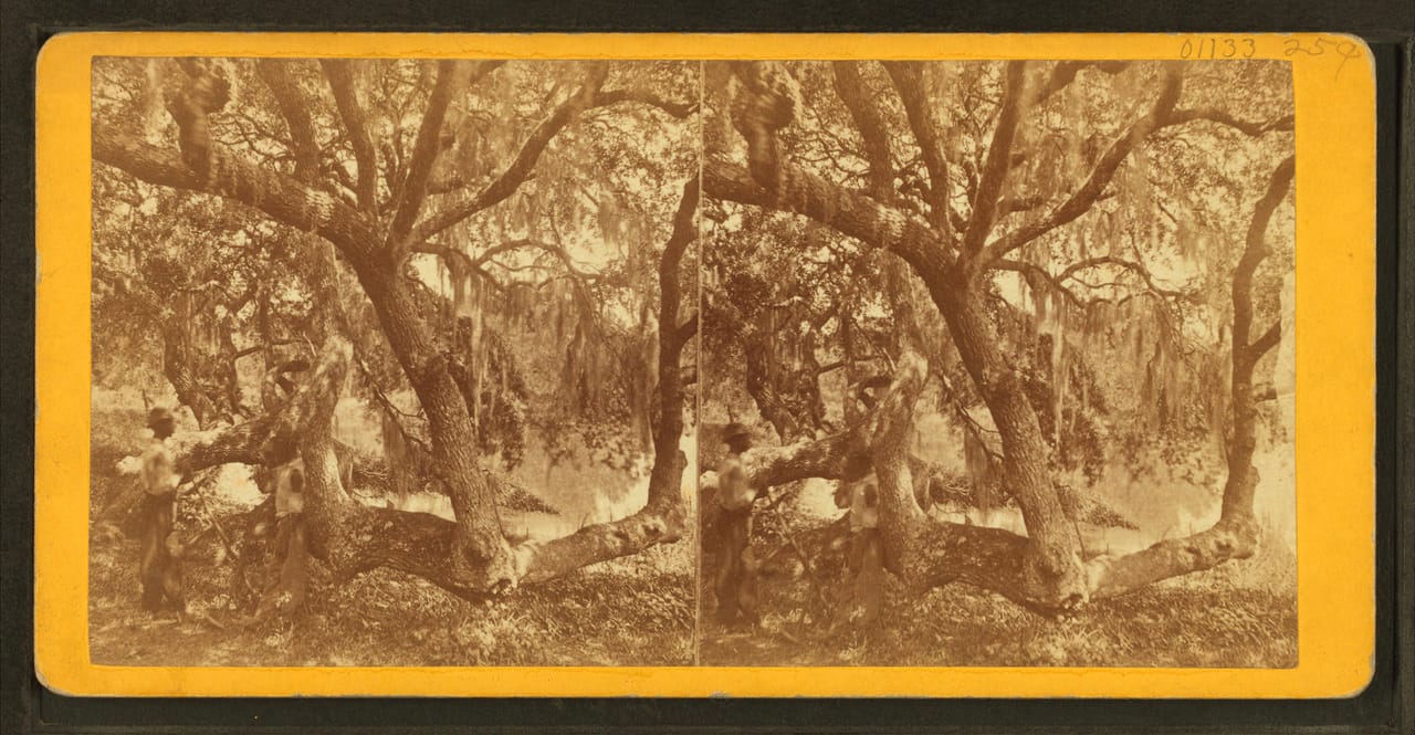 Spanish-moss-draped live oaks in Magnolia Cemetery, Charleston, a stereoview by S. T. Souder.