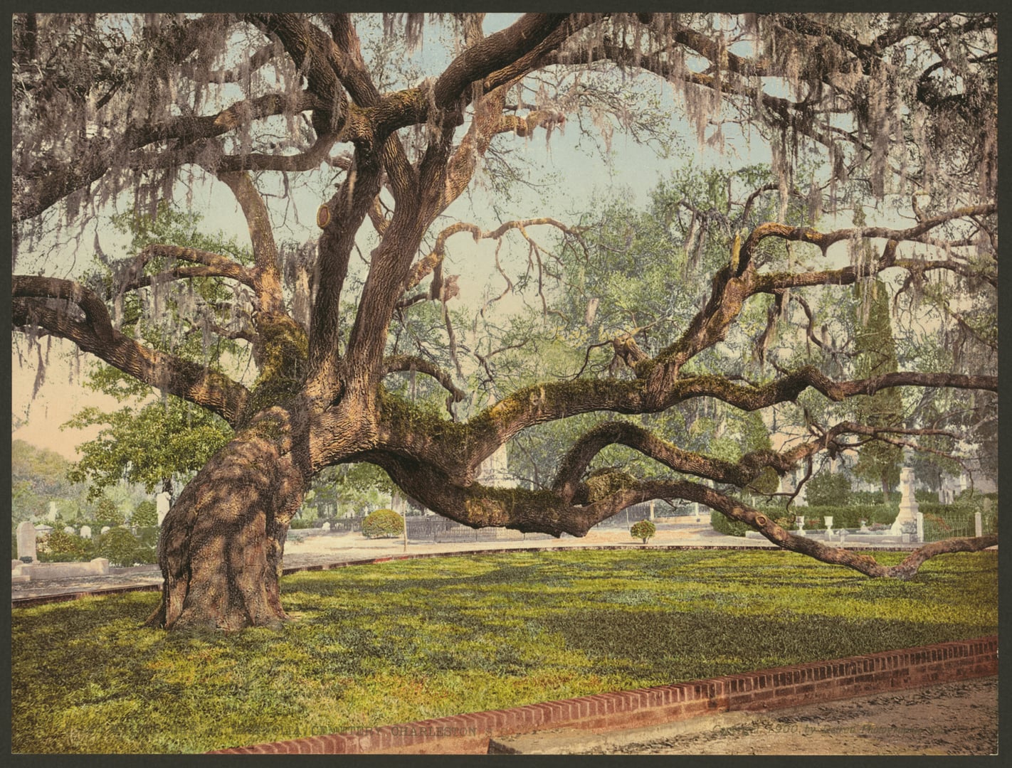 Spanish-moss-draped live oak overhanging tombstones at Magnolia Cemetery in Charleston, South Carolina, photographed circa 1900