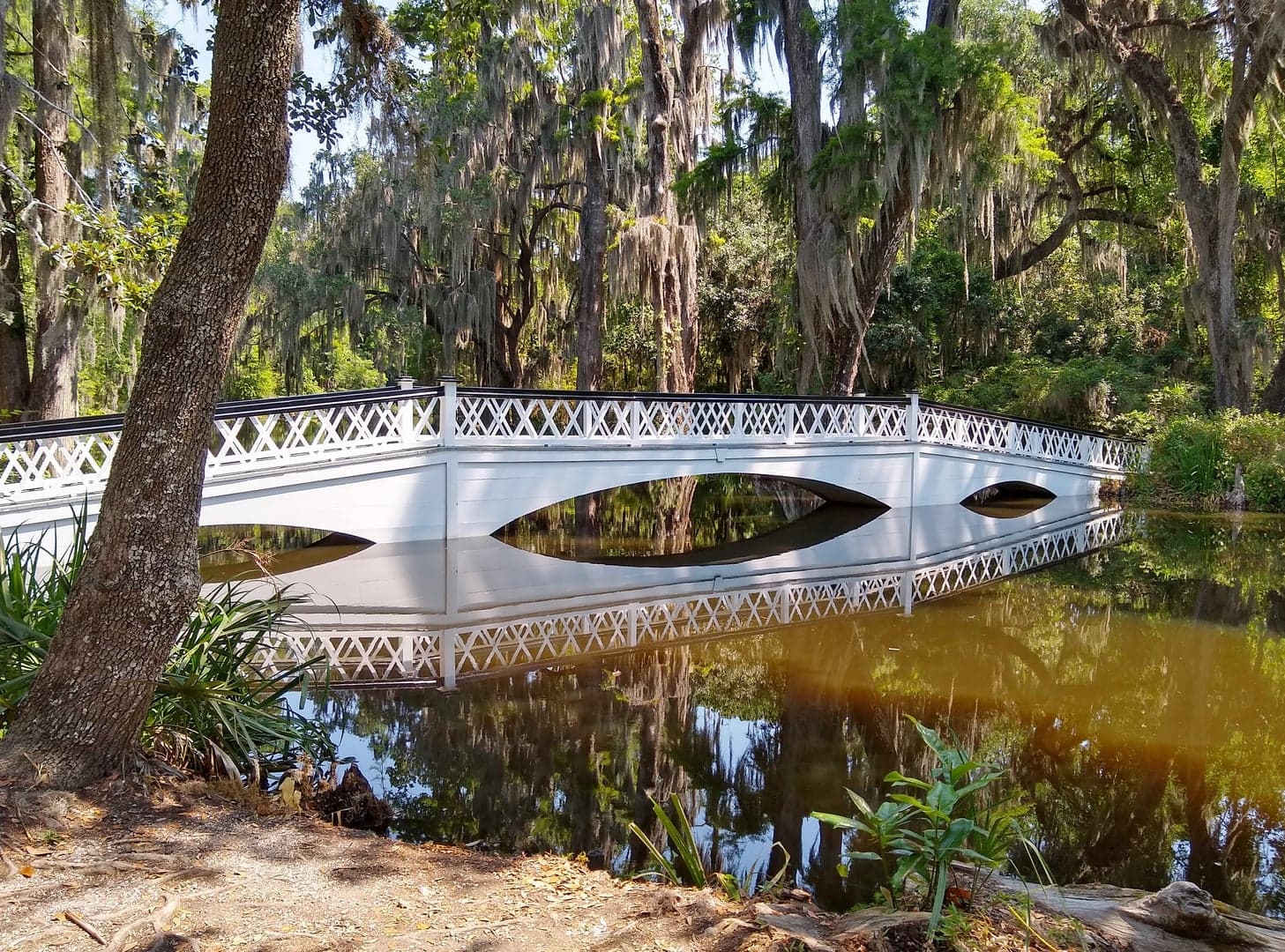 The iconic Long White Bridge spanning a reflective garden pond at Magnolia Plantation in Charleston, South Carolina