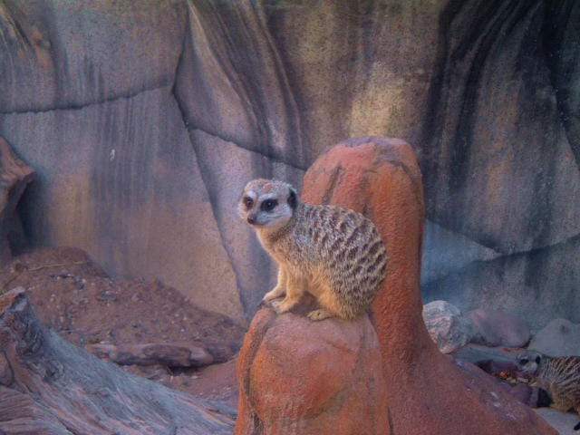 Meerkat at the Cameron Park Zoo in Waco, TX
