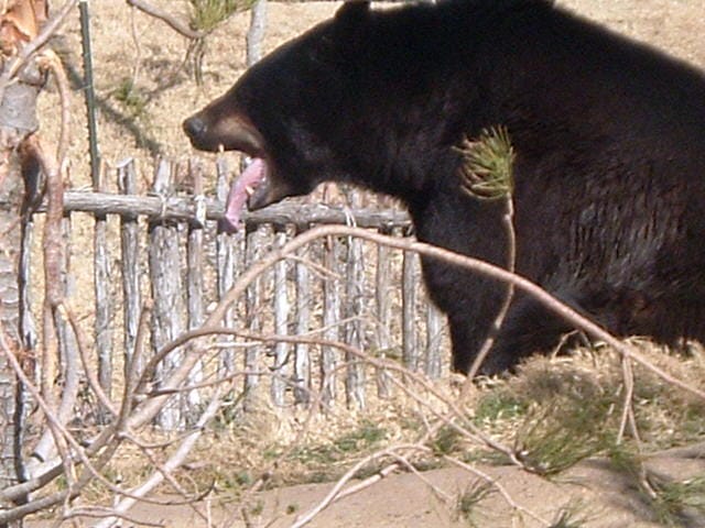 This bear is at the Cameron Park Zoo in Waco, TX. 