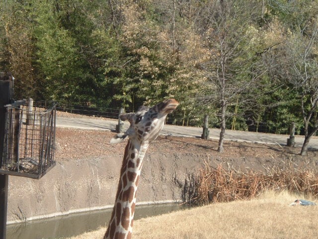 A giraffe at the Cameron Park Zoo in Waco, TX