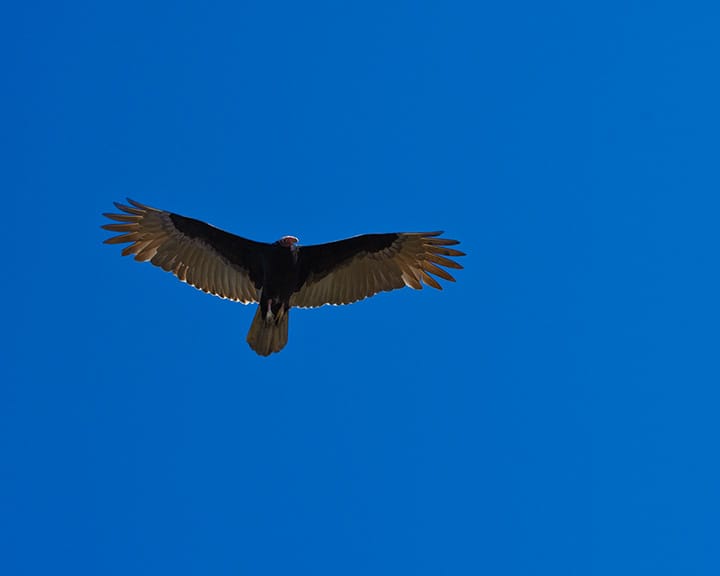 A buzzard circling around Pine Gully Park in Seabrook, TX, searching for, oh, I don't know... I hope it didn't think I had a chance to be its next meal.
