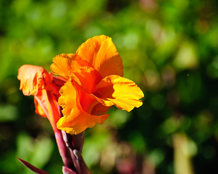 Orange blossom growing beside the road into Pine Gully Park in Seabrook, TX