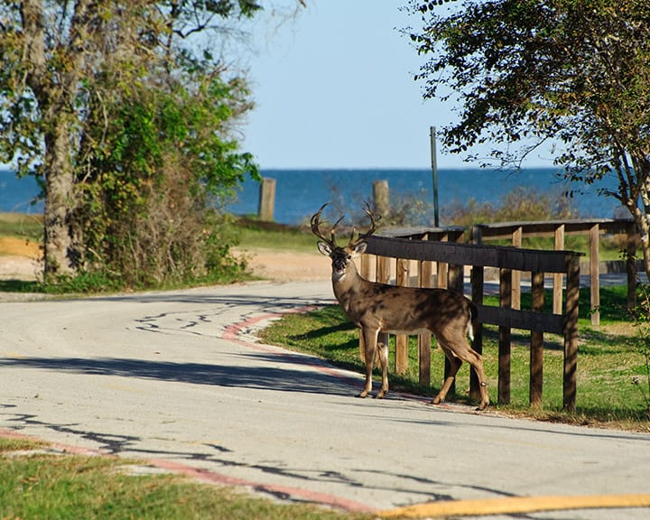 A deer in Pine Gully Park in Seabrook, TX. A doe was nearby. This guy appeared to be limping a bit and seems to have some kind of problem with his mouth. Otherwise he seems healthy enough.