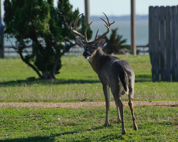 A deer in Pine Gully Park in Seabrook, TX. A doe was nearby. This guy appeared to be limping a bit and seems to have some kind of problem with his mouth. Otherwise he seems healthy enough.