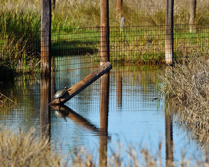 A turtle that has crawled out of the water onto a post in order to catch a few rays, near Pine Gully Park in Seabrook, TX