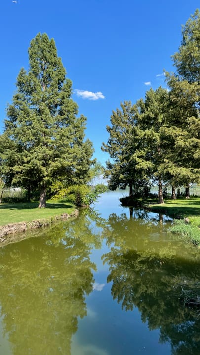 A quiet, tree-lined cove of White Rock Lake Park, reflecting cypress trees in the water, September 2022.